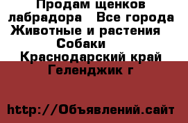 Продам щенков лабрадора - Все города Животные и растения » Собаки   . Краснодарский край,Геленджик г.